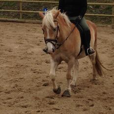 Haflinger Sandals Maximillian