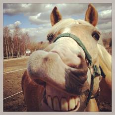 Haflinger Sandals Maximillian