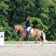 Haflinger Maggie Torp