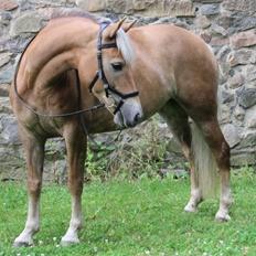 Haflinger Maggie Torp