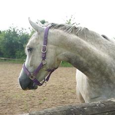 Anden særlig race Lindgaardens Spirit