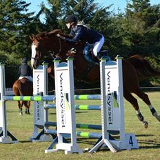 Dansk Varmblod Alsace pilekær