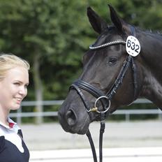 Dansk Varmblod Candie