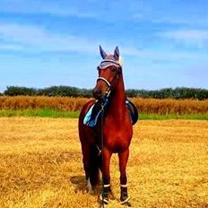 Dansk Varmblod Kenzo by Fidelaty