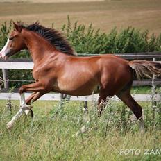 Welsh Cob (sec D) Melanders Flora