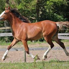 Welsh Cob (sec D) Melanders Flora