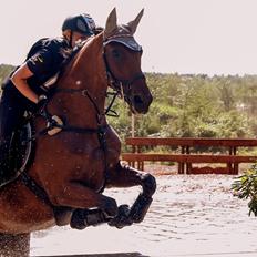 Dansk Varmblod Chili - Z (Ramona)
