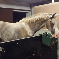 Dansk Varmblod Rosenlunds St. Tropez *solgt*