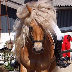 Haflinger Aurel II