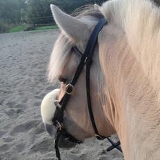 Fjordhest Tabita solgt død 