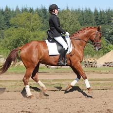 Dansk Varmblod Mirabell Skovbo