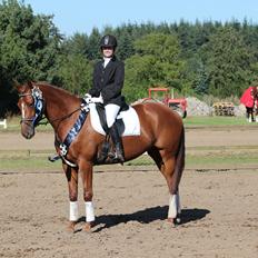 Dansk Varmblod Mirabell Skovbo