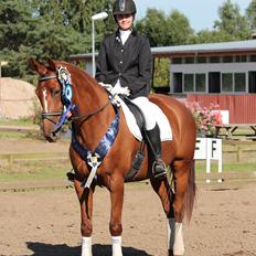 Dansk Varmblod Mirabell Skovbo