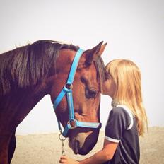 Welsh Partbred (Sec F) Palsgaard Tristan