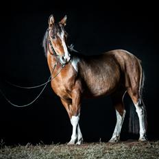 Anden særlig race Shrek | Himmelhest