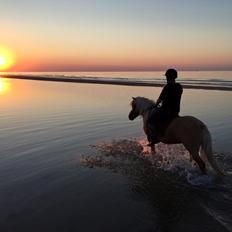 Islænder Ganti fra Kjeldsig <3