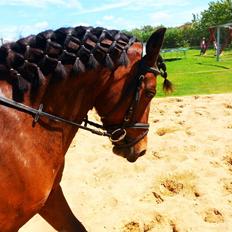 Anden særlig race MUFASJA *FASJA* søsters