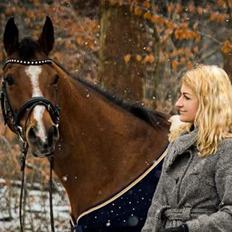 Arabisk fuldblod (OX) Masanka ox (Himmelhest)