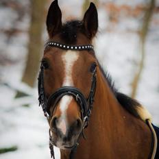 Arabisk fuldblod (OX) Masanka ox (Himmelhest)