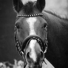 Arabisk fuldblod (OX) Masanka ox (Himmelhest)