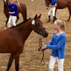 Welsh Partbred (Sec F) Petrasmindes Cirkeline