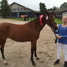 Welsh Partbred (Sec F) Petrasmindes Cirkeline