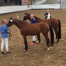 Welsh Partbred (Sec F) Petrasmindes Cirkeline