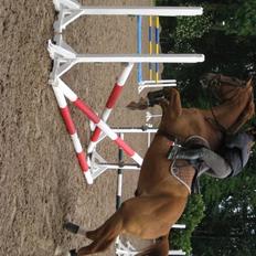 Dansk Varmblod ECLIPS