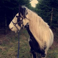 Irish Cob Sif