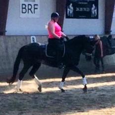 Tysk Oldenburger Love Affair Nexen "Hottie"