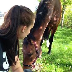 Anden særlig race Flika Solgt.