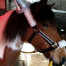 Pinto Faithfuls hola-Chica