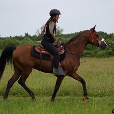 Arabisk fuldblod (OX) Shah Tacho ox