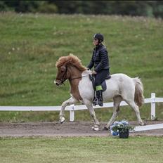 Islænder Ófelía frá Breiðumörk 2 
