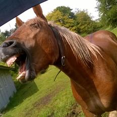 Jyde Virkelysten´s Simon (Solgt)