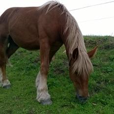 Jyde Virkelysten´s Simon (Solgt)