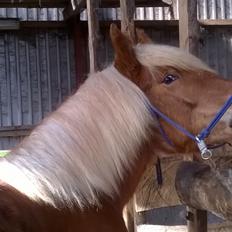 Jyde Virkelysten´s Sceabell