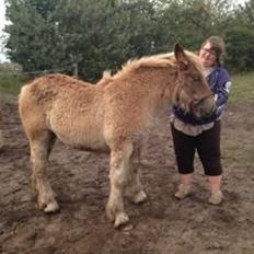 Jyde Virkelysten´s Sceabell