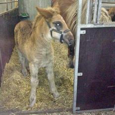 Jyde Virkelysten´s Sceabell