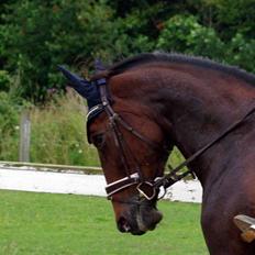 Traver Donna (prima Donna)