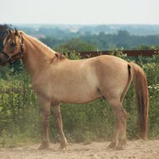 Anden særlig race Stald ax golden extreem