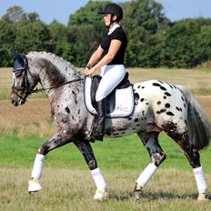 Knabstrupper Sartors Simply the Best