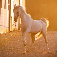 Arabisk fuldblod (OX) KI El Shaklero