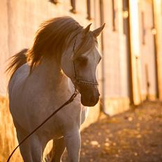 Arabisk fuldblod (OX) KI El Shaklero