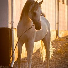 Arabisk fuldblod (OX) KI El Shaklero