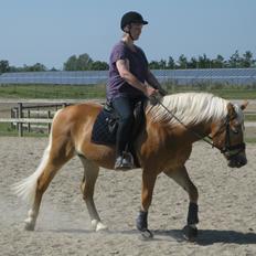 Haflinger Nebiolo