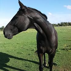 Anden særlig race Meesei 