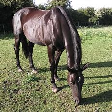 Anden særlig race Meesei 