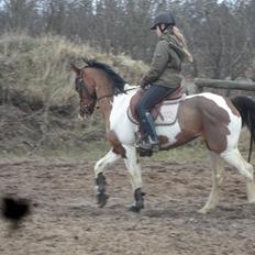 Pinto Santana (Indianer Hesten)