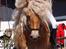 Haflinger Aurel II